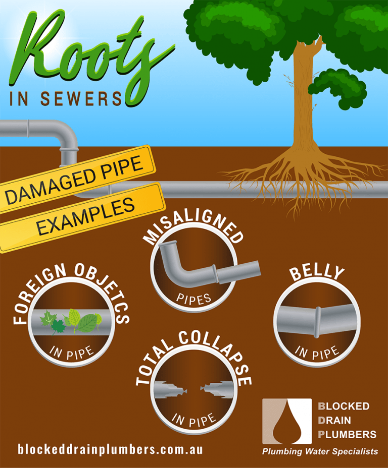 blocked-sewer-tree-roots-in-sewer-pipes