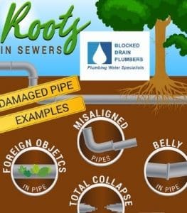 Roots-Sewer-Issues-BDP-Infographic