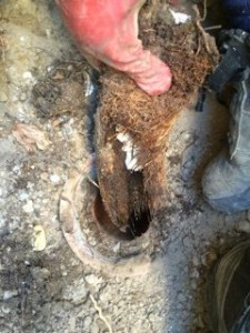 Clearing tree roots in sewer pipes