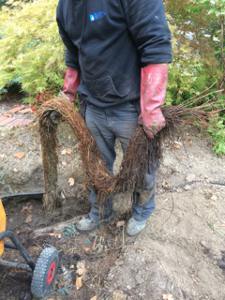 Clear tree roots from blocked stormwater drains